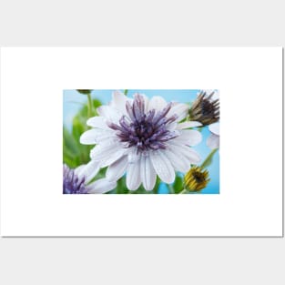 Osteospermum  Flower Power Double Series  Double White Posters and Art